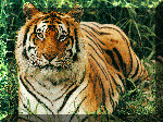 tiger